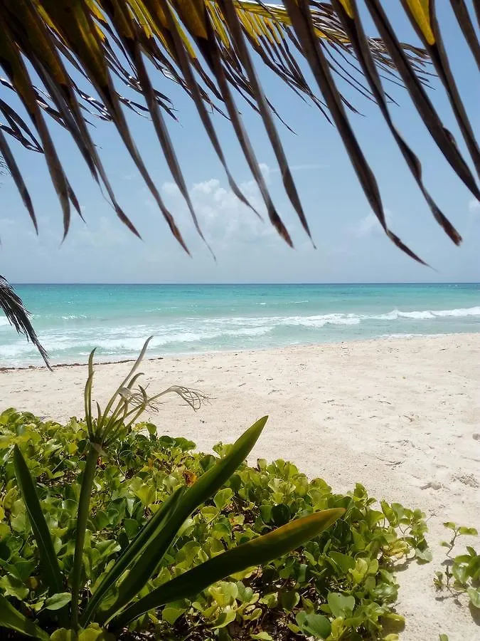 بلايا ديل كارمن B&B Pelicanos 0*, بلايا ديل كارمن المكسيك