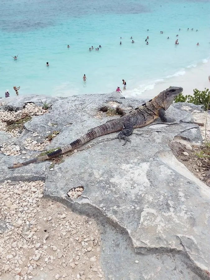 Panzió B&B Pelicanos Playa del Carmen